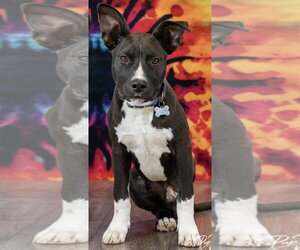 TJ - Male Mutt Dog for Adoption - Photo #2