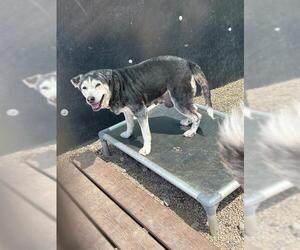 Siberian Husky-Unknown Mix Dogs for adoption in Frisco, CO, USA
