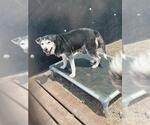 Small Siberian Husky Mix
