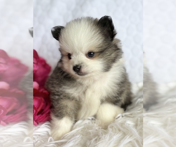 Medium Photo #8 Pomeranian Puppy For Sale in ROCK STREAM, NY, USA