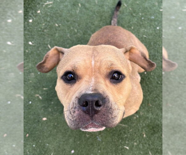 Medium Photo #1 American Pit Bull Terrier-Unknown Mix Puppy For Sale in Texas City, TX, USA
