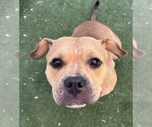 American Pit Bull Terrier-Unknown Mix Dogs for adoption in Texas City, TX, USA