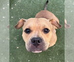 Small American Pit Bull Terrier Mix
