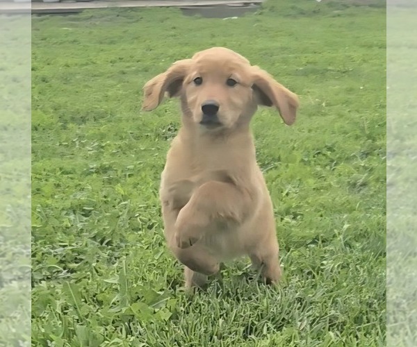 Medium Photo #1 Golden Retriever Puppy For Sale in RIGA, MI, USA