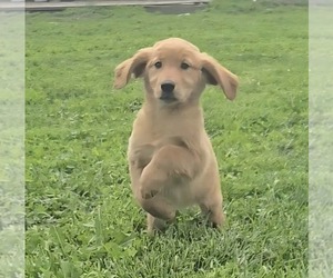 Golden Retriever Puppy for sale in RIGA, MI, USA