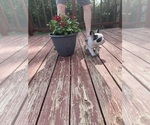 Small Photo #14 French Bulldog Puppy For Sale in KANSAS CITY, MO, USA