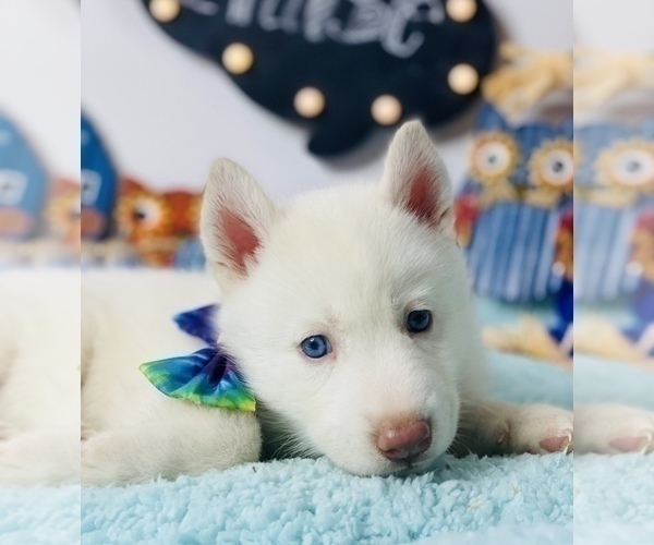 Medium Photo #4 Siberian Husky Puppy For Sale in HESPERIA, CA, USA
