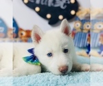 Small Photo #4 Siberian Husky Puppy For Sale in HESPERIA, CA, USA