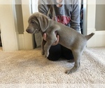 Small Photo #1 Weimaraner Puppy For Sale in TOWANDA, KS, USA