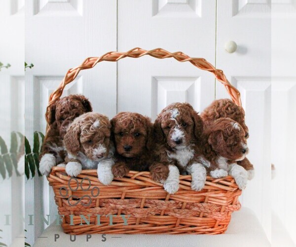 Medium Photo #2 Goldendoodle (Miniature) Puppy For Sale in LANCASTER, PA, USA