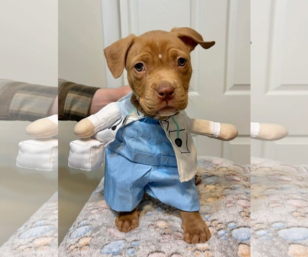 Medium Photo #2 Mutt Puppy For Sale in Derwood, MD, USA