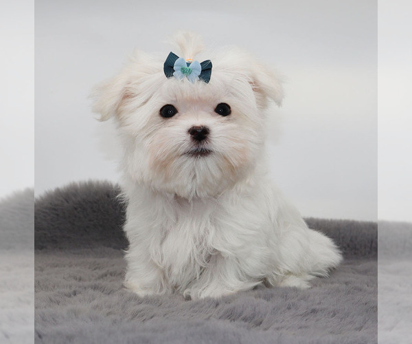 Medium Photo #1 Maltese Puppy For Sale in LOS ANGELES, CA, USA