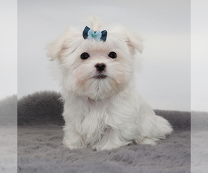 Maltese Puppy for sale in LOS ANGELES, CA, USA