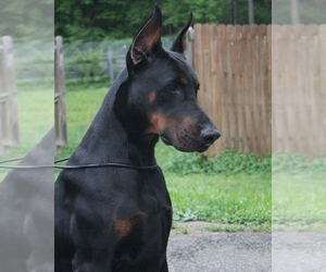 Father of the Doberman Pinscher puppies born on 08/21/2022