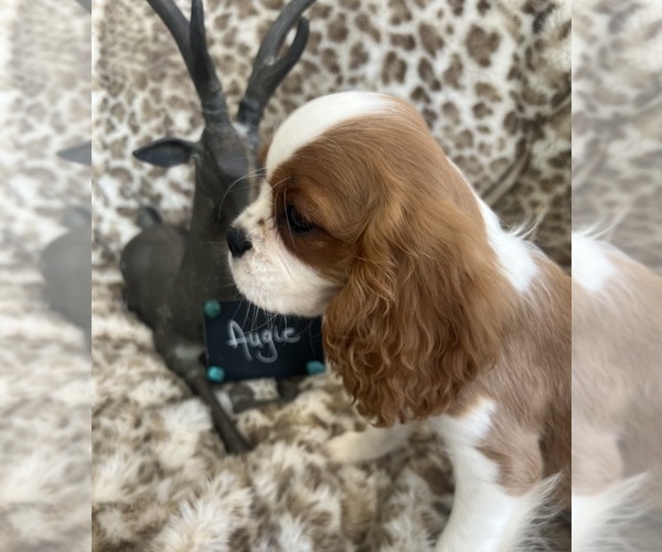 Medium Photo #2 Cavalier King Charles Spaniel Puppy For Sale in ABILENE, TX, USA