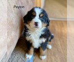 Small Photo #4 Bernese Mountain Dog Puppy For Sale in KILLBUCK, OH, USA