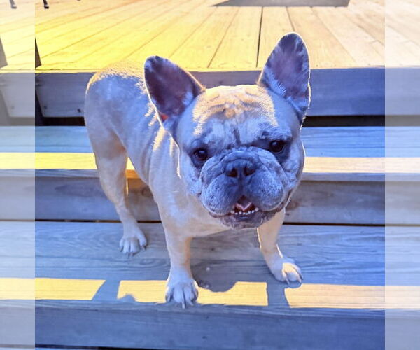 Medium Photo #3 French Bulldog Puppy For Sale in Spring Lake, NC, USA