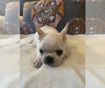 Small #8 French Bulldog