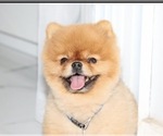 Small Photo #1 Pomeranian Puppy For Sale in CORAL SPRINGS, FL, USA