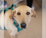 Small #2 Labrador Retriever Mix