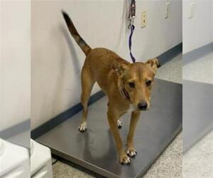 Basenji-Unknown Mix Dogs for adoption in Visalia, CA, USA