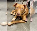 Small #2 American Pit Bull Terrier