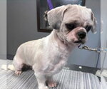 Small #1 Shih Tzu