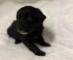 Small Photo #3 Aussiedoodle Miniature  Puppy For Sale in KINGSPORT, TN, USA