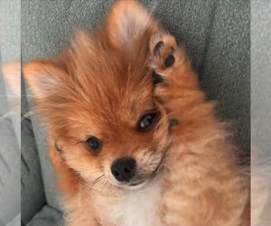 Father of the Pomeranian puppies born on 04/01/2025
