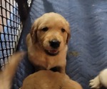 Small #14 Golden Retriever