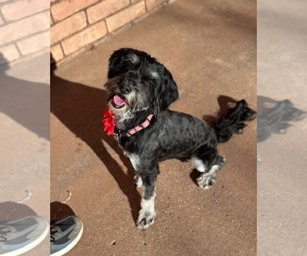 Medium Photo #1 Mutt Puppy For Sale in Grafton, WI, USA