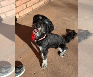 Mutt Dogs for adoption in Grafton, WI, USA
