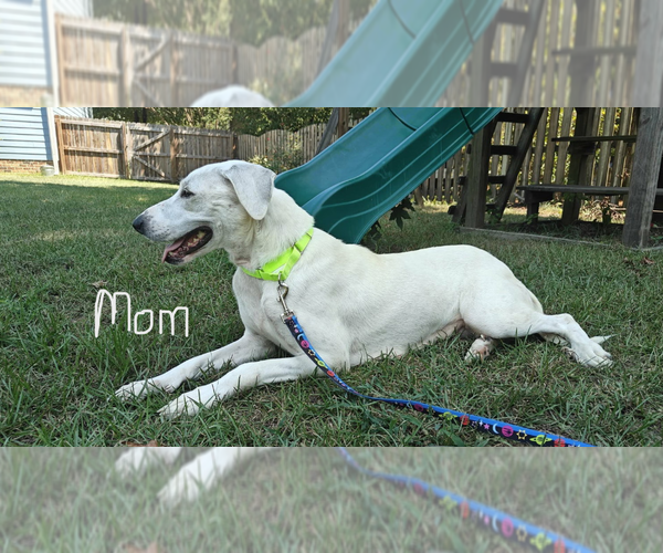 Medium Photo #3 Doberman Pinscher-Great Pyrenees Mix Puppy For Sale in Holly Springs, NC, USA