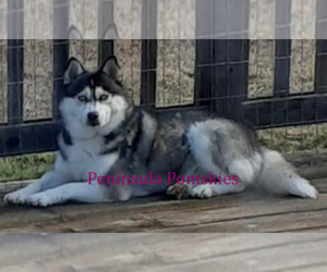 Father of the Pomsky puppies born on 08/28/2021