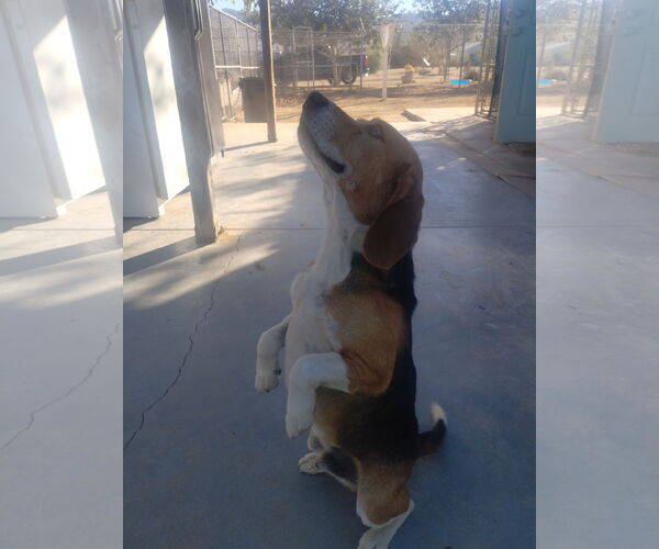 Medium Photo #6 Beagle Puppy For Sale in Apple Valley, CA, USA