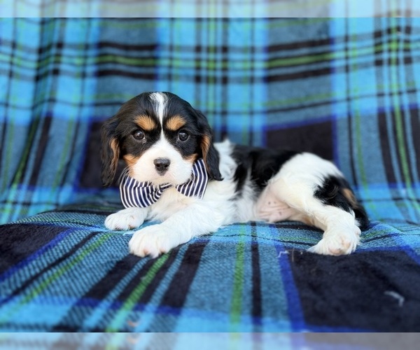 Medium Photo #4 Cavalier King Charles Spaniel Puppy For Sale in LAKELAND, FL, USA
