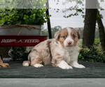 Small #2 Miniature Australian Shepherd