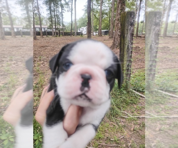 Medium Photo #2 Frenchie Pug Puppy For Sale in NEW WAVERLY, TX, USA