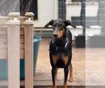 Small Doberman Pinscher