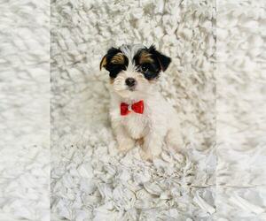 Yorkshire Terrier Puppy for sale in INDIANAPOLIS, IN, USA