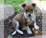 Small #3 Australian Shepherd-Jack Russell Terrier Mix