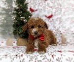 Small Photo #5 Poodle (Miniature) Puppy For Sale in KIRKWOOD, PA, USA