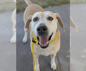 Sadie Anne - Female Labrador Retriever Dog for Adoption - Photo #4