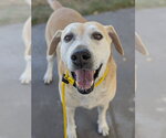 Small Photo #4 Labrador Retriever Puppy For Sale in Sandy, UT, USA