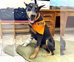 Small Doberman Pinscher