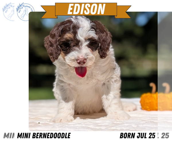 Medium Photo #9 Miniature Bernedoodle Puppy For Sale in GOSHEN, IN, USA