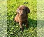 Puppy Blue Labrador Retriever