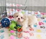 Small #6 Shih Tzu