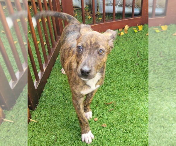 Medium Photo #2 Mutt Puppy For Sale in Pompano Beach , FL, USA