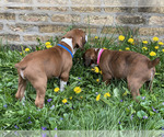 Small Photo #11 Boxer Puppy For Sale in CHICAGO, IL, USA